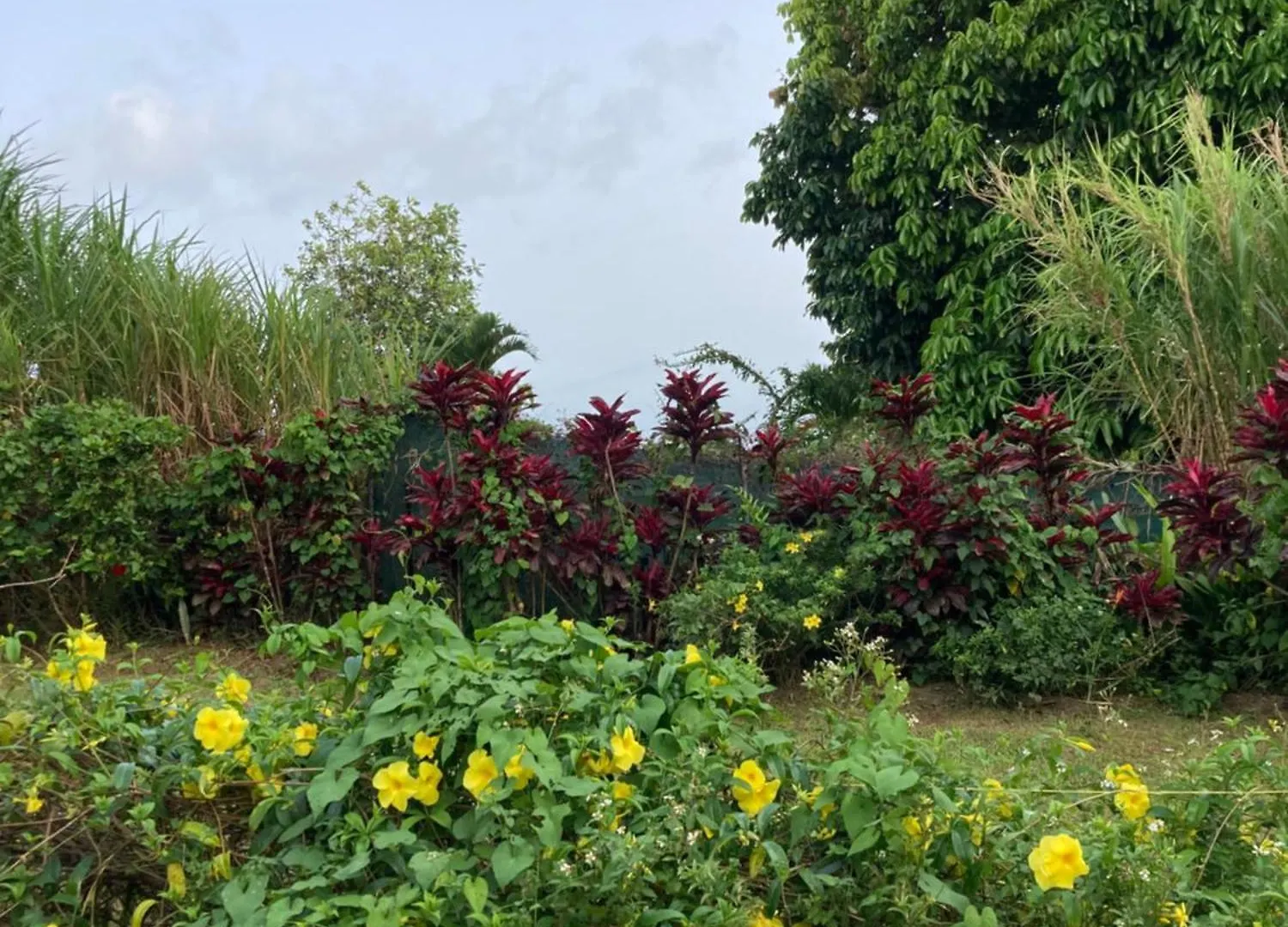 Apartmán L'Alamanda Trois-Rivières Guadeloupe